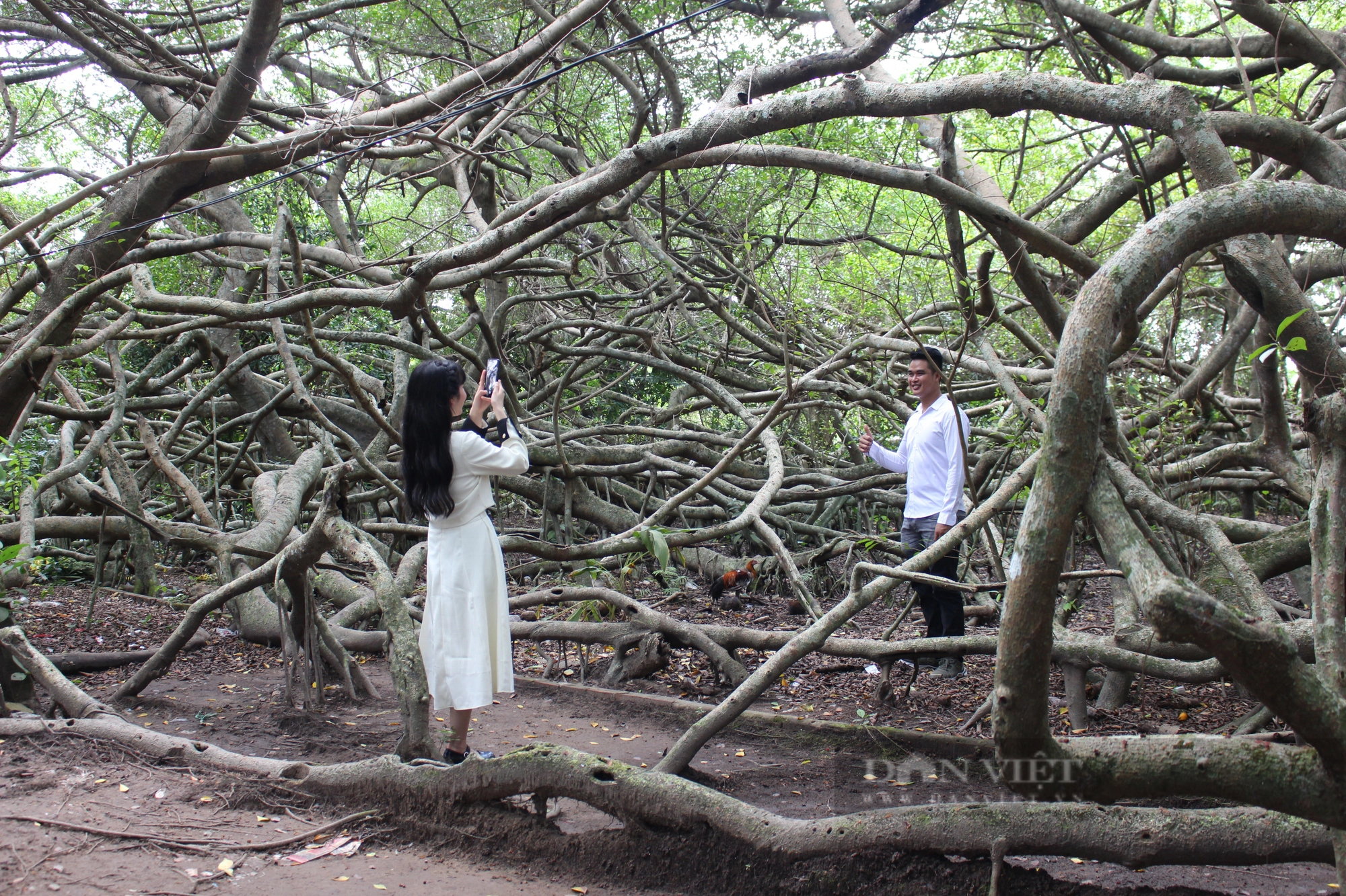 Choáng ngợp với cây Giàn Gừa hơn 200 năm tuổi, được công nhận là cây di sản Việt Nam - Ảnh 3.