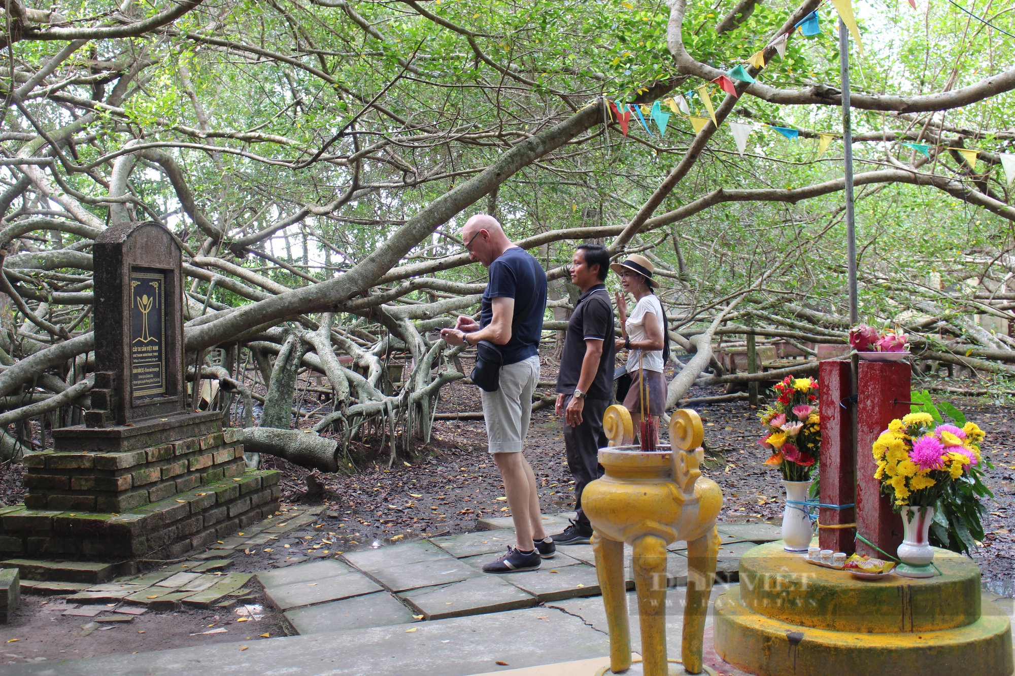 Choáng ngợp với cây Giàn Gừa hơn 200 năm tuổi, được công nhận là cây di sản Việt Nam - Ảnh 6.