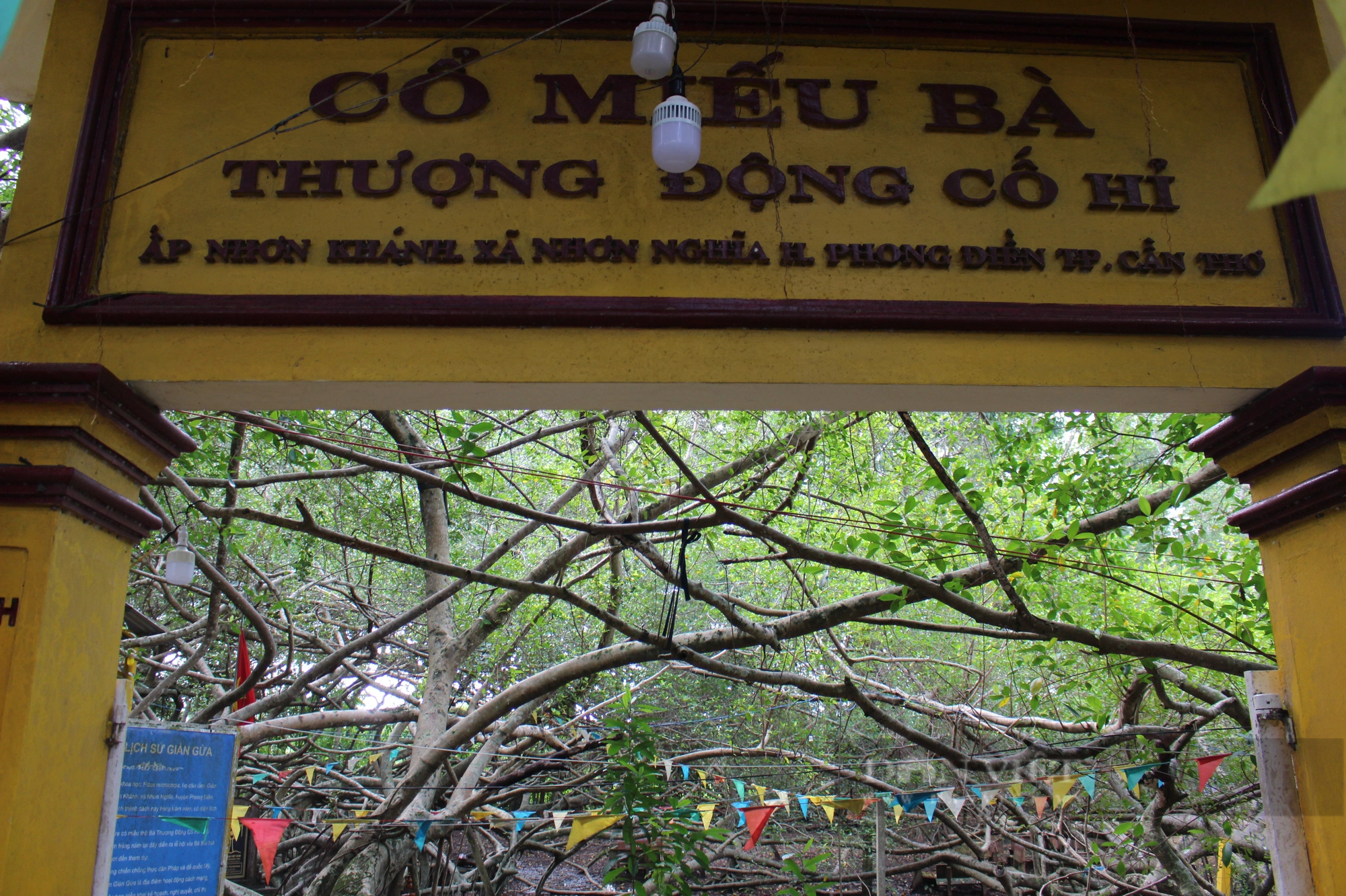 Choáng ngợp với cây Giàn Gừa hơn 200 năm tuổi, được công nhận là cây di sản Việt Nam - Ảnh 7.