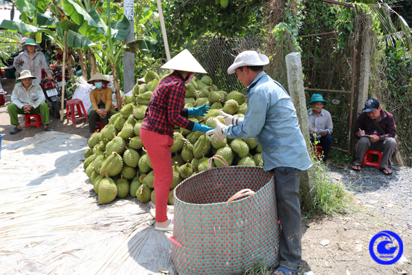 Trồng một thứ cây ví như cây tiền tỷ, gặp thời giá bán trái cao chót vót, nhà vườn Tiền Giang thu tiền tỷ/ha - Ảnh 1.