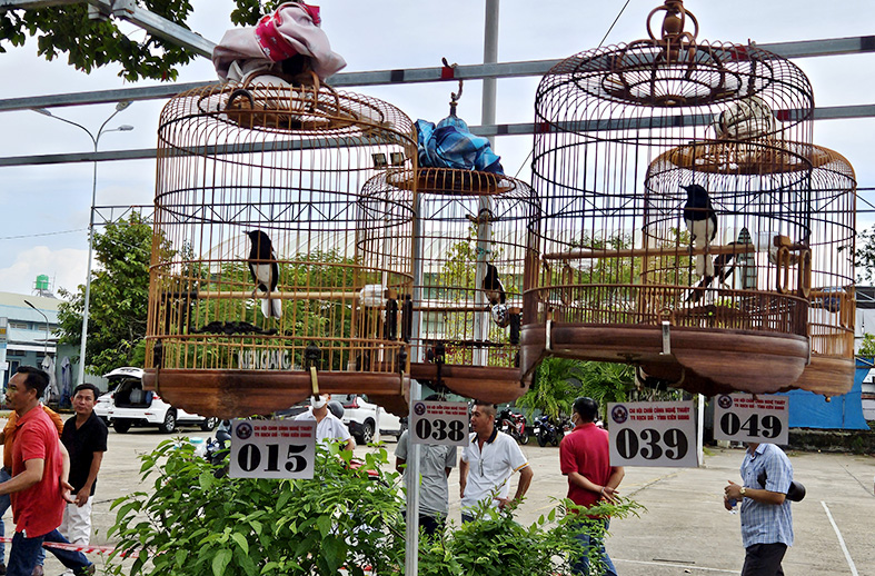 Tại hội thi chim hót này ở Kiên Giang, một chim chào mào, một chim chích chòe than &quot;ẵm&quot; giải cao nhất - Ảnh 4.