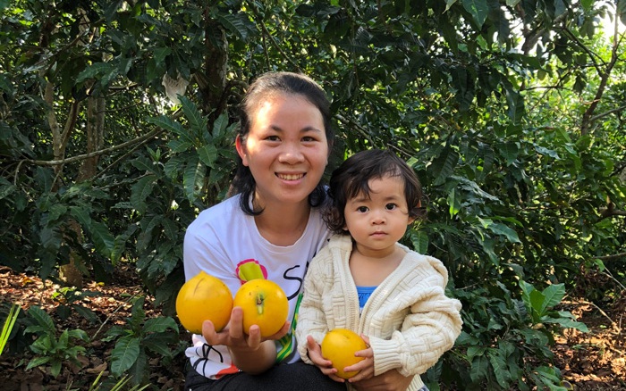 Một nông dân Lâm Đồng trồng hẳn một "rừng vú sữa", cây nào cũng ra trái như cục vàng, đẹp như phim