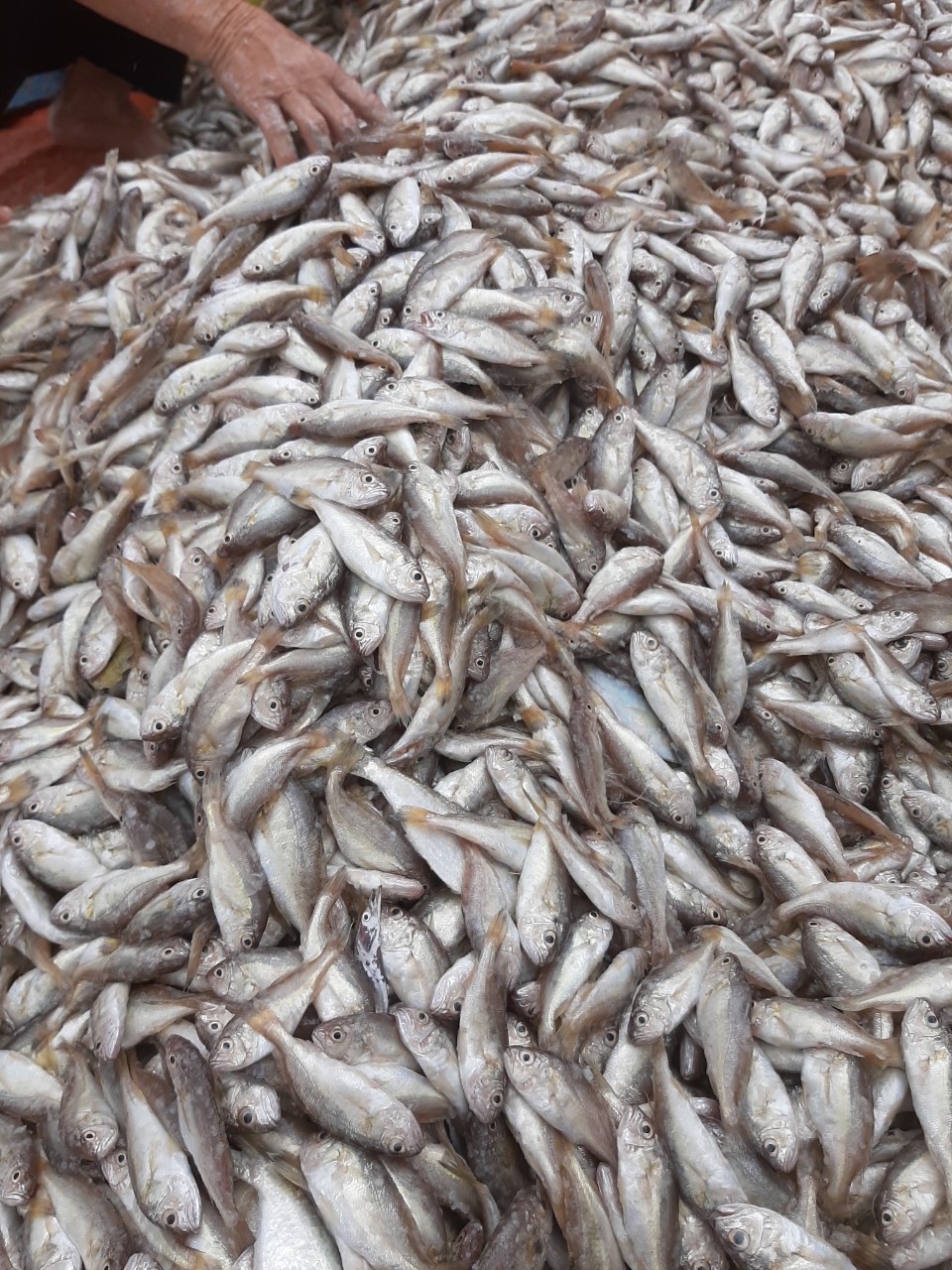 Hà Tĩnh: Hàng trăm ngư dân trúng mẻ cá hố, cá đù lớn thu về tiền triệu mỗi ngày - Ảnh 6.
