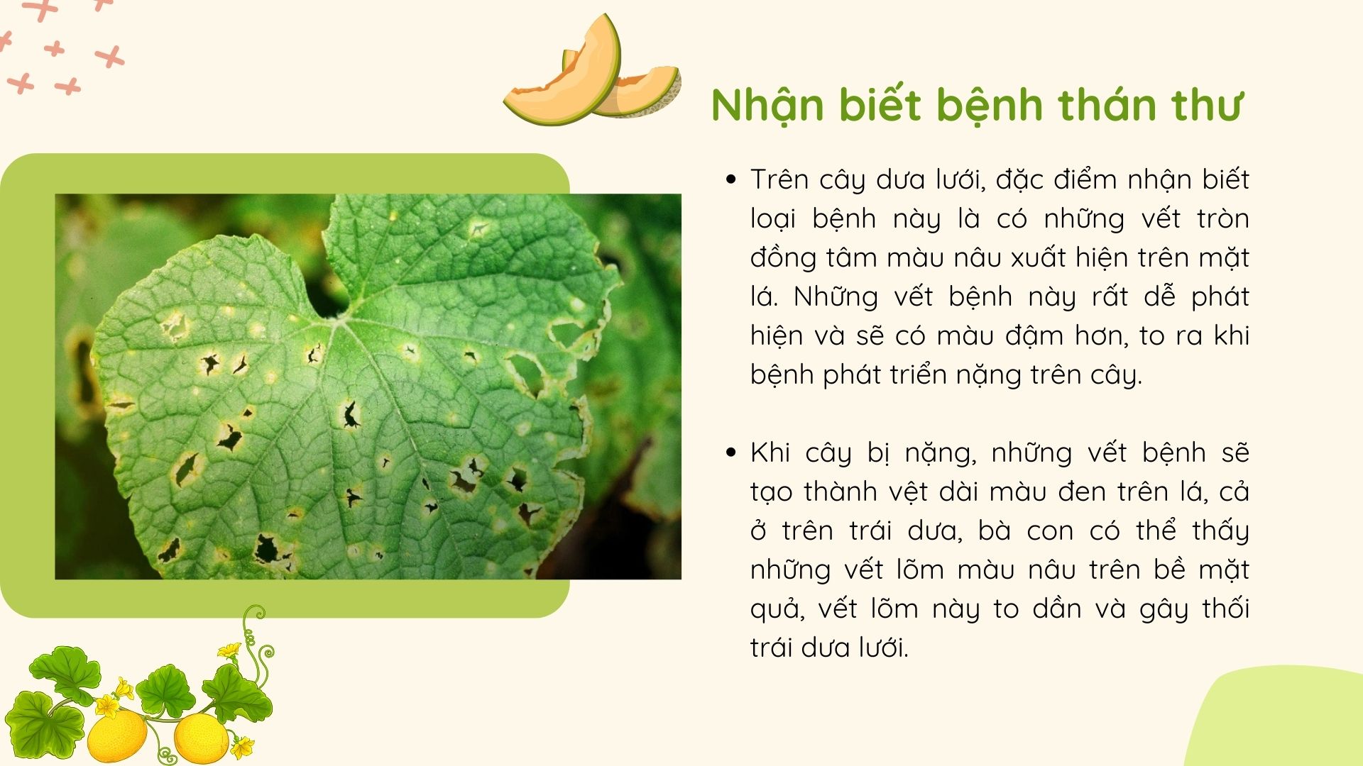 SỔ TAY NHÀ NÔNG: Phòng tránh bệnh thán thư trên cây dưa lưới như thế nào? - Ảnh 2.