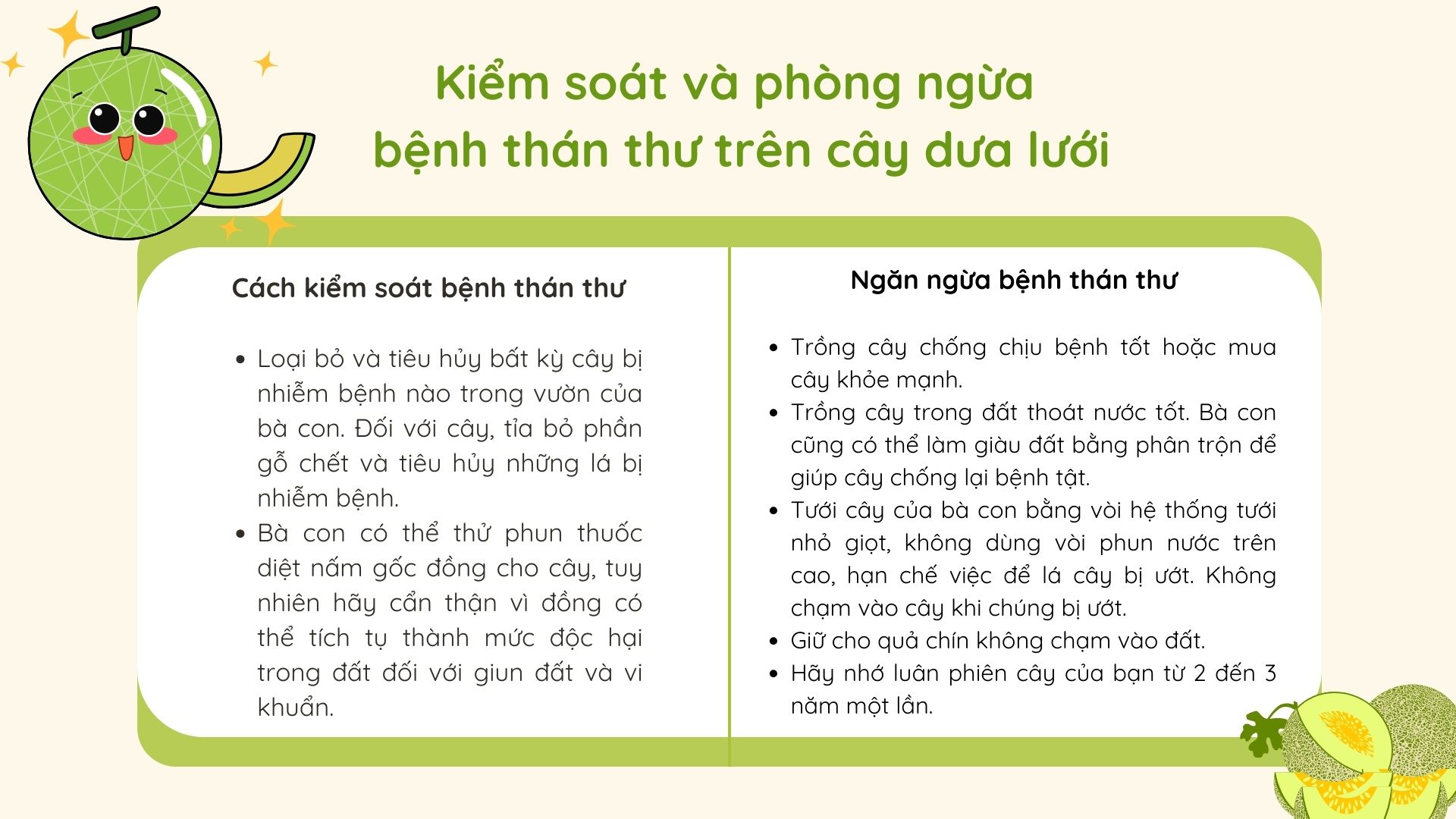 SỔ TAY NHÀ NÔNG: Phòng tránh bệnh thán thư trên cây dưa lưới như thế nào? - Ảnh 3.