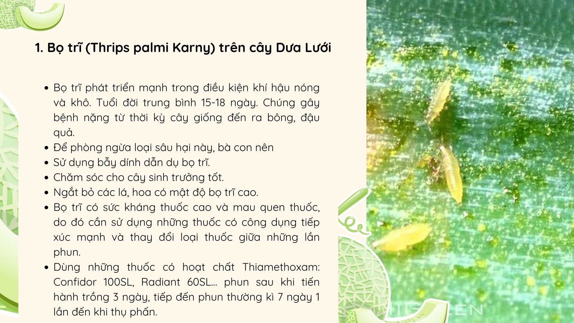 SỔ TAY NHÀ NÔNG: Các loại sâu hại cây dưa lưới bà con cần đặc biệt lưu ý - Ảnh 2.