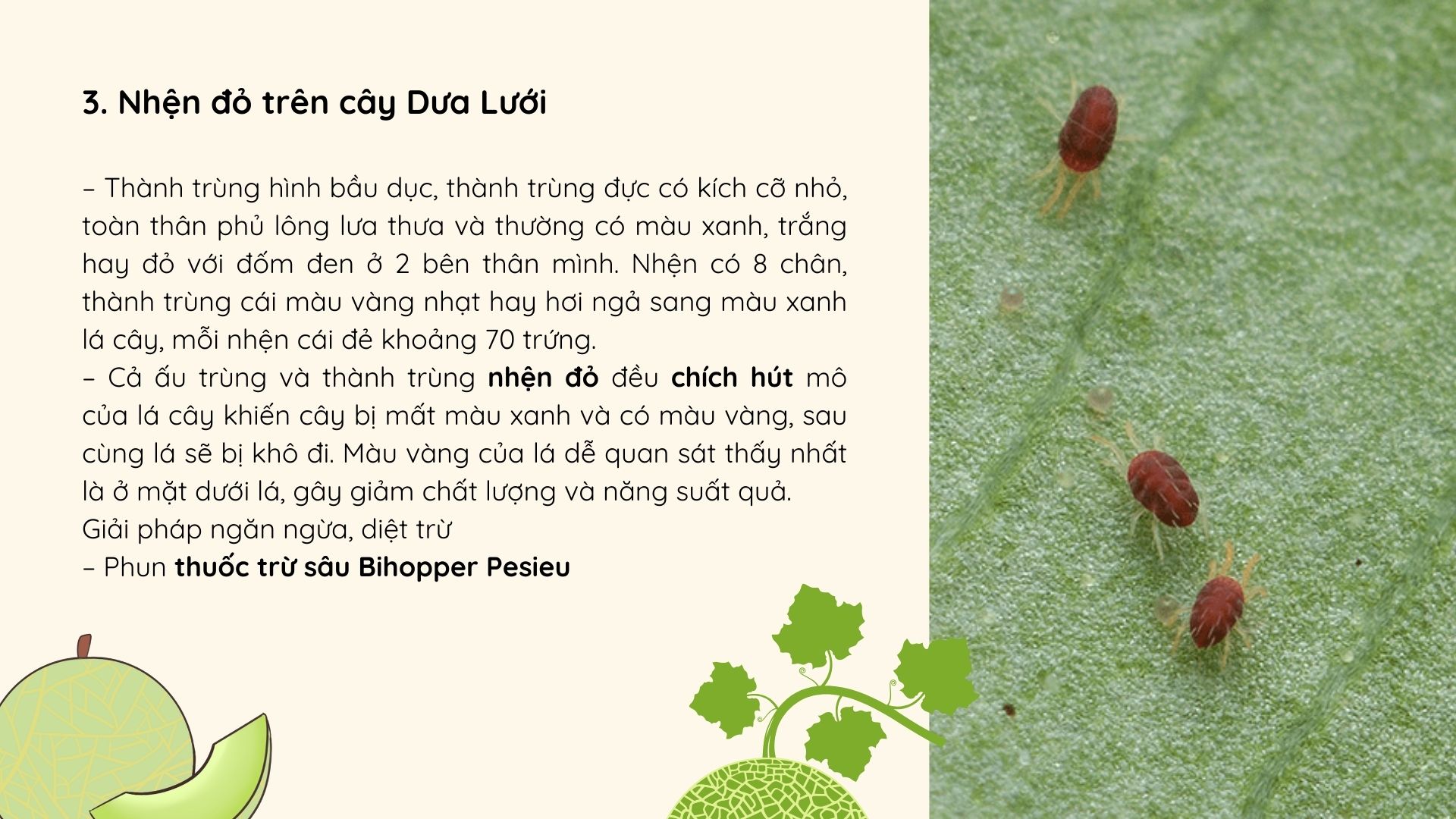 SỔ TAY NHÀ NÔNG: Các loại sâu hại cây dưa lưới bà con cần đặc biệt lưu ý - Ảnh 4.