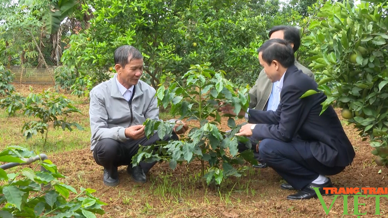 Nông dân tỉnh Sơn La hỗ trợ hội viên 45 tấn phân bón phục vụ sản xuất - Ảnh 3.