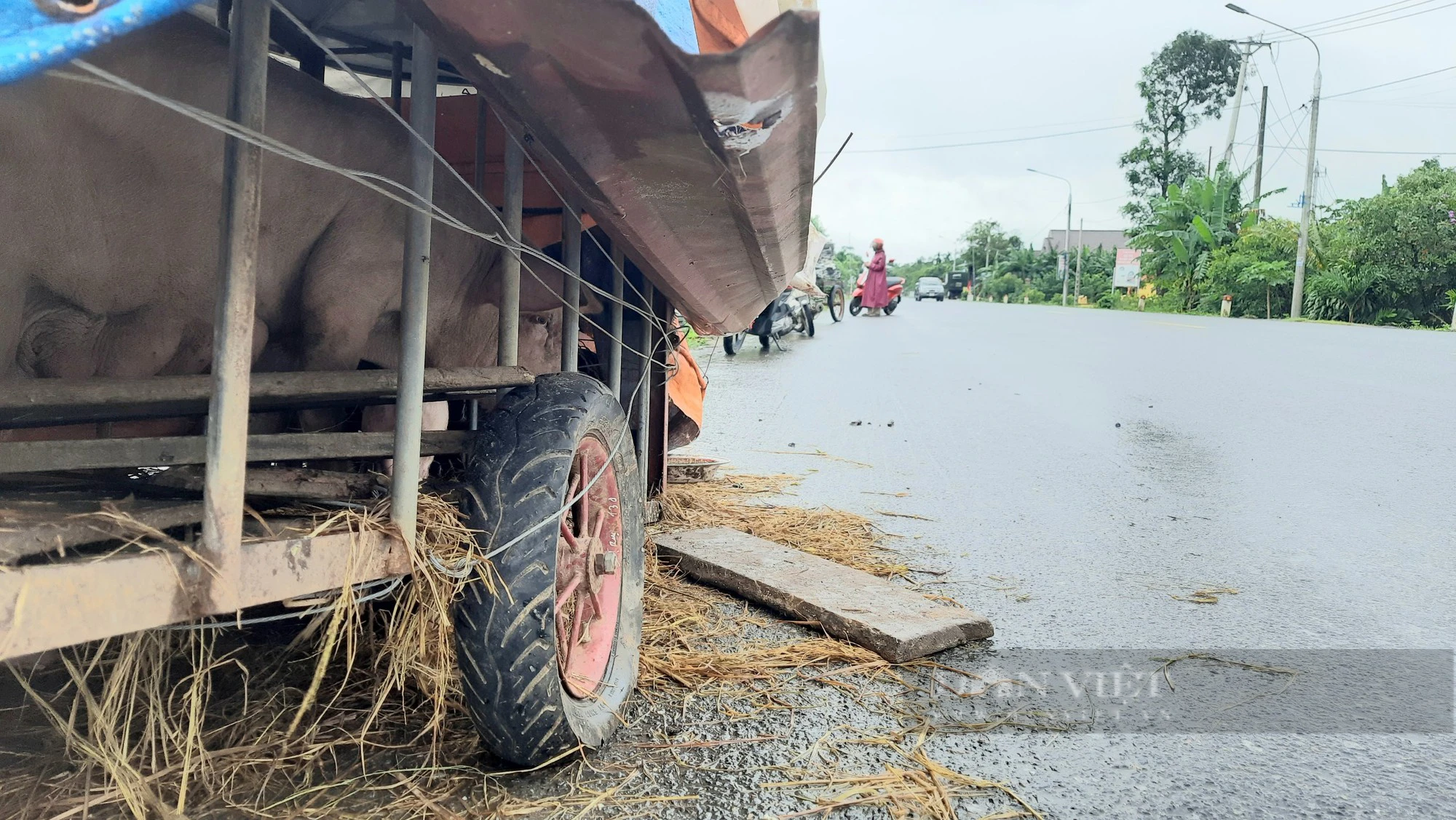 Vẫn còn 15 con bò bị lũ cuốn trôi ở Quảng Trị chưa tìm thấy - Ảnh 4.