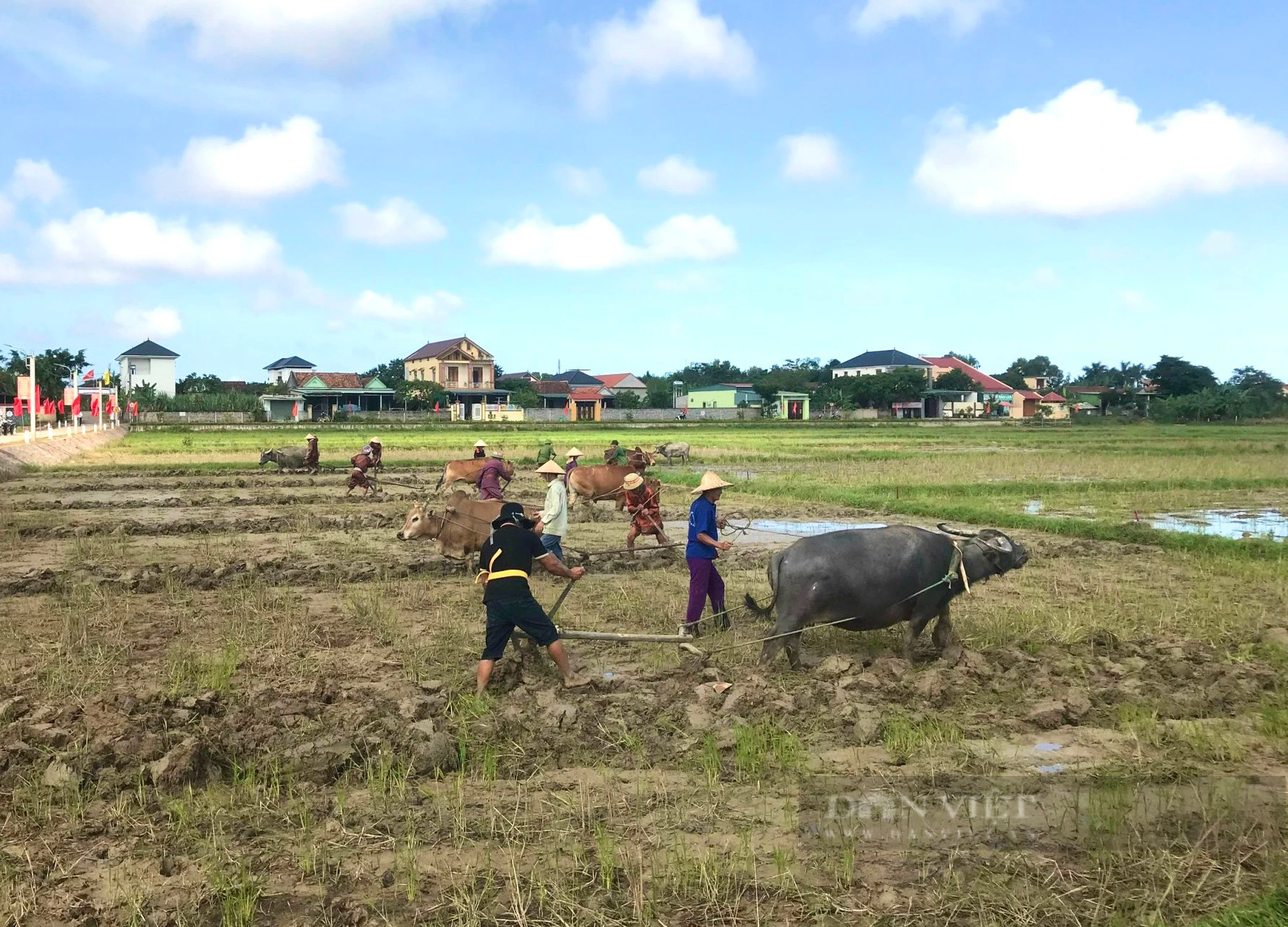 Quảng Bình: Xem các &quot;lão tướng&quot; thi cày ruộng, đường cày nào cũng đẹp, thẳng tắp - Ảnh 3.