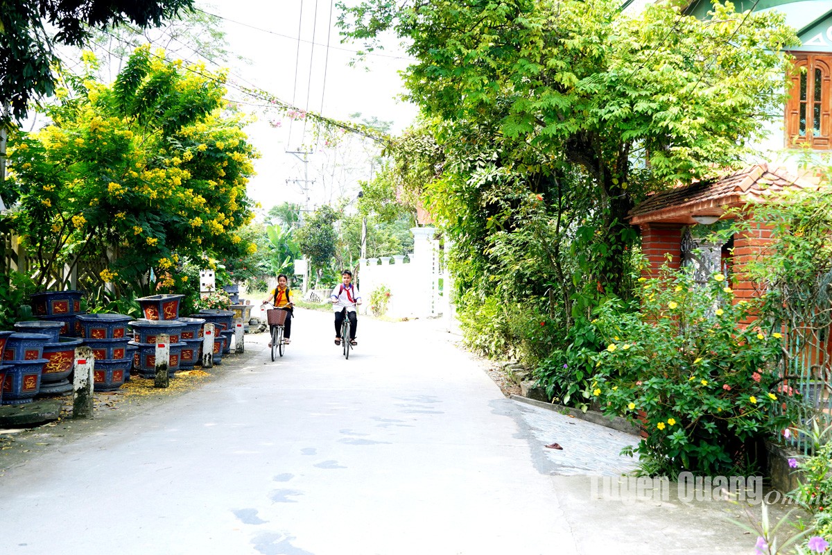 Đẹp mê tơi con đường hoa mười giờ, hoa hồng, hoa chiều tím ở các xã nông thôn mới của Tuyên Quang - Ảnh 2.