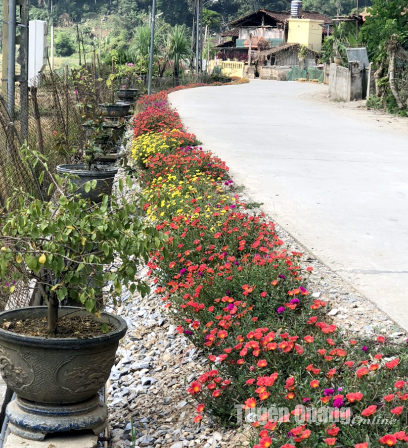 Đẹp mê tơi con đường hoa mười giờ, hoa hồng, hoa chiều tím ở các xã nông thôn mới của Tuyên Quang - Ảnh 4.