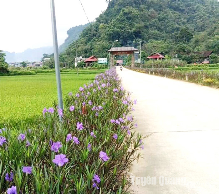 Đẹp mê tơi con đường hoa mười giờ, hoa hồng, hoa chiều tím ở các xã nông thôn mới của Tuyên Quang - Ảnh 5.