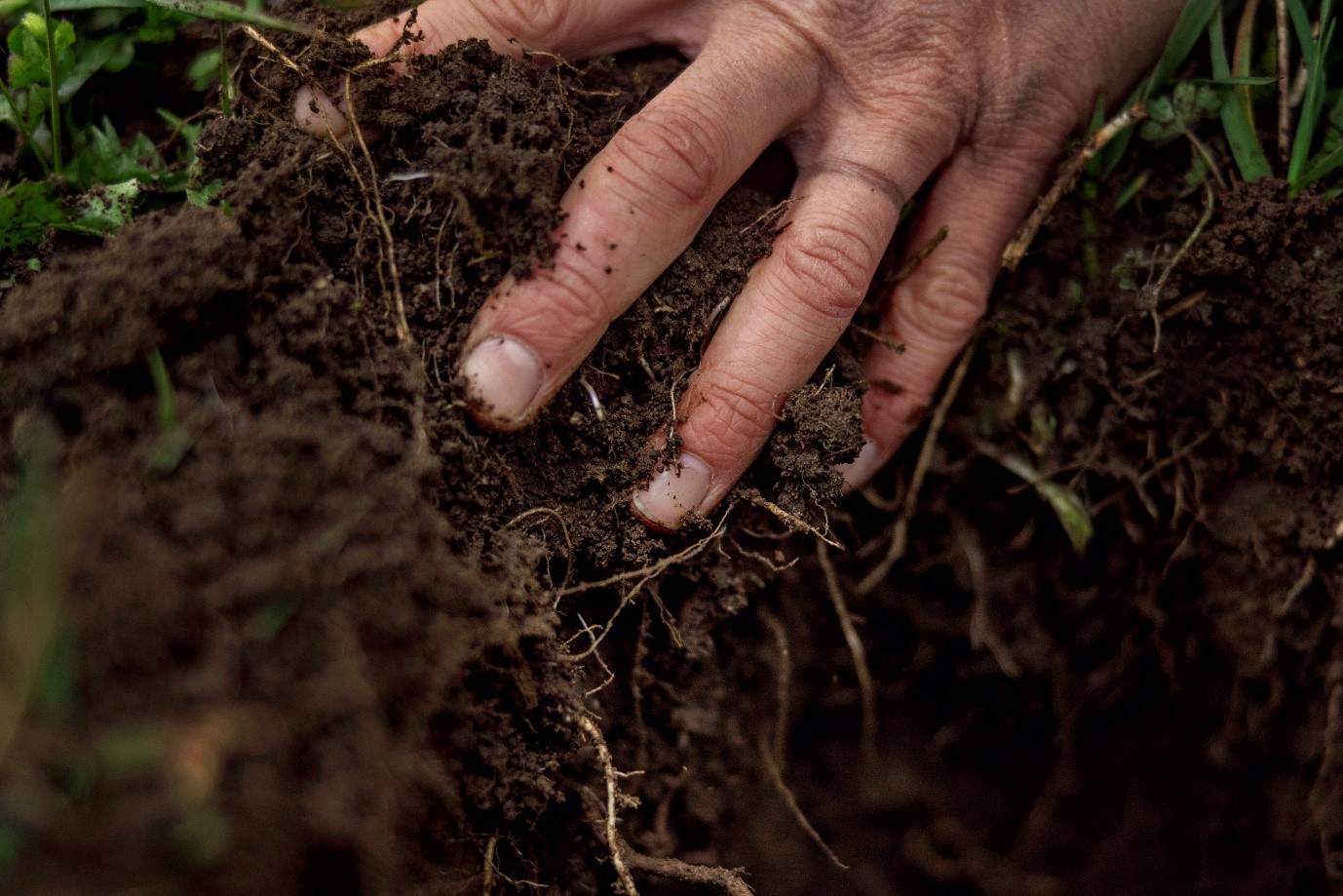 Lợi ích bền vững cho sức khỏe của đất và cây trồng từ phân bón hữu cơ - Ảnh 2.