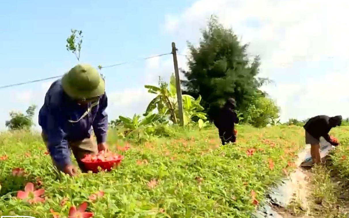 Mang loài cây được ví như thần dược về trồng trên đất lúa, nông dân một xã của tỉnh Thái Bình thu 25 triệu/sào