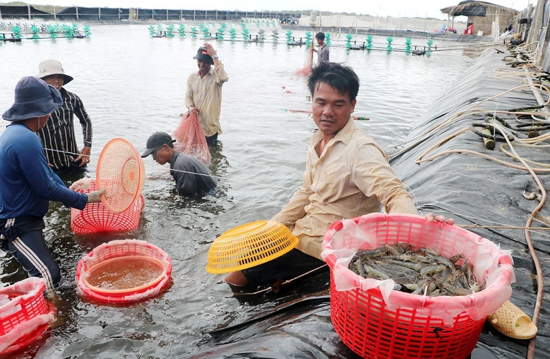 Nông dân miền Tây phấn khởi khi giá tôm tăng trở lại, dự báo xuất khẩu tăng những tháng cuối năm - Ảnh 1.