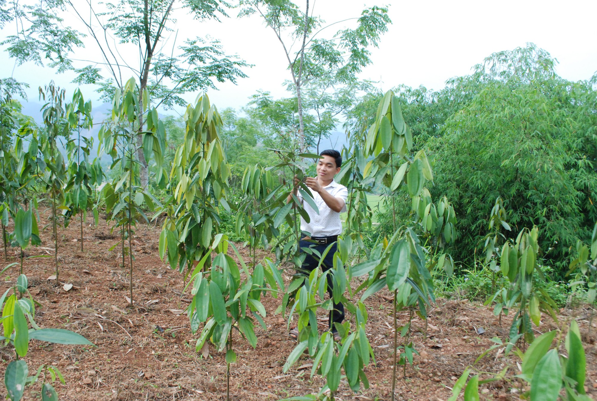 Việt Nam đứng số 1 thế giới về xuất khẩu quế, đáng buồn là vẫn thiếu chiến lược cấp quốc gia - Ảnh 2.