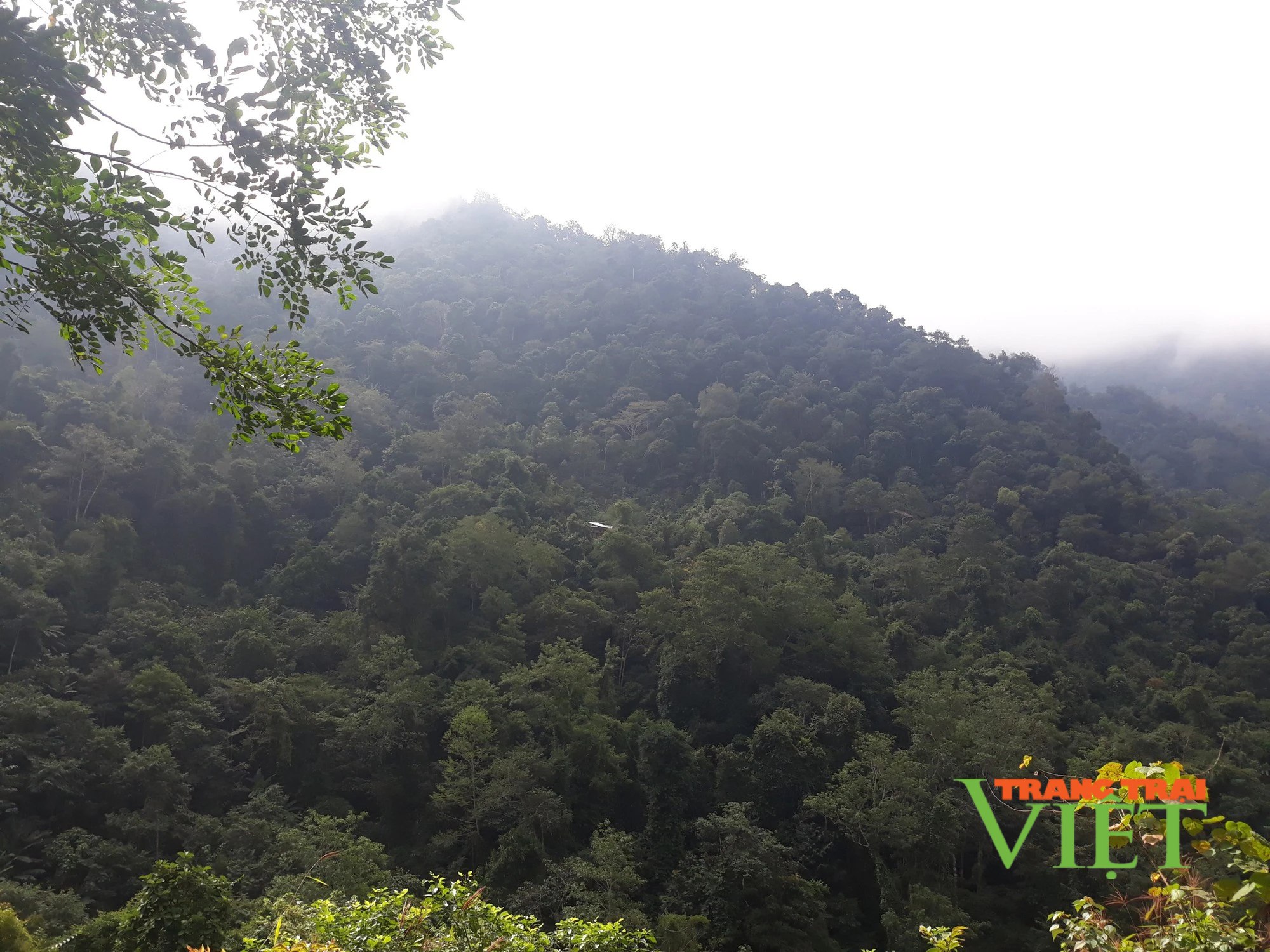 Huyện biên giới Mường Tè thực hiện tốt chính sách chi trả dịch vụ môi trường rừng - Ảnh 1.