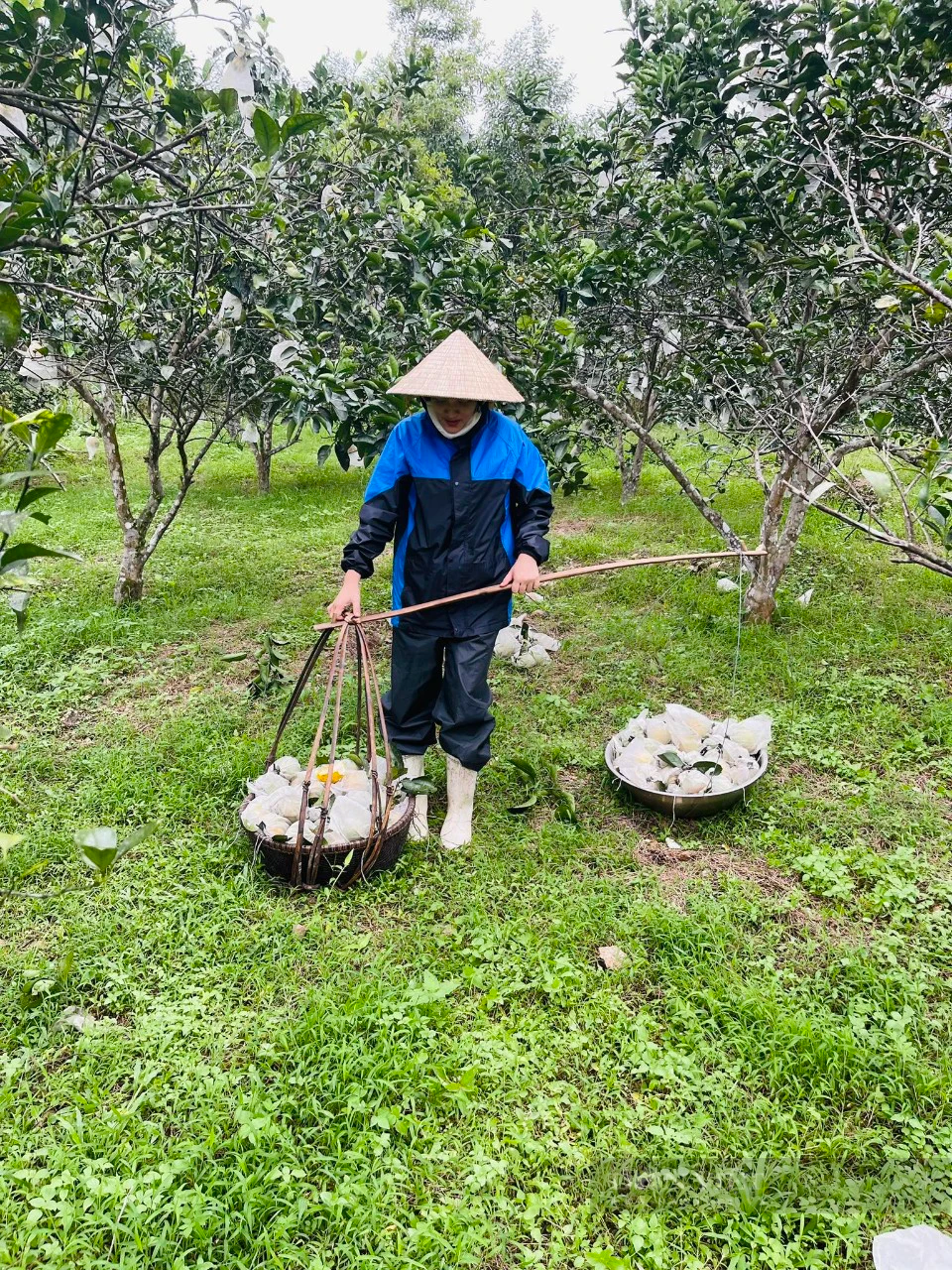 Hà Tĩnh: Nông dân khóc ròng, nguy cơ mất trắng vì cây đặc sản rụng thối quả hàng loạt sau lũ - Ảnh 3.