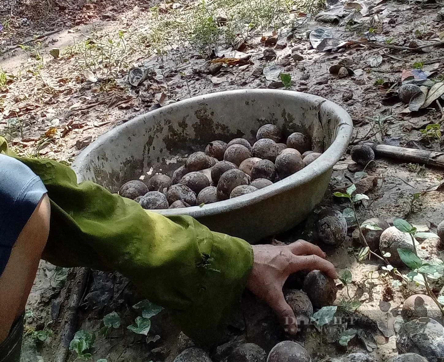 Hà Tĩnh: Nông dân khóc ròng, nguy cơ mất trắng vì cây đặc sản rụng thối quả hàng loạt sau lũ - Ảnh 4.