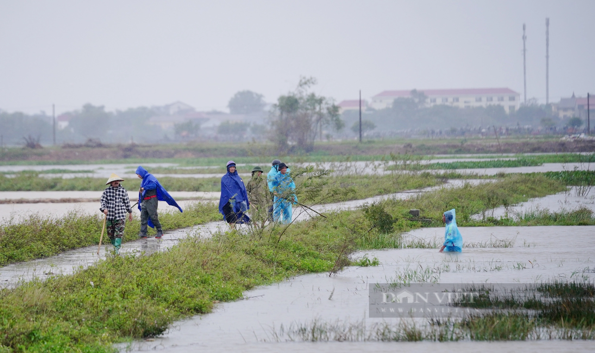 Cả làng ở Hà Tĩnh “đội mưa” cùng nhau lội nước đi bắt chuột bảo vệ mùa màng - Ảnh 3.