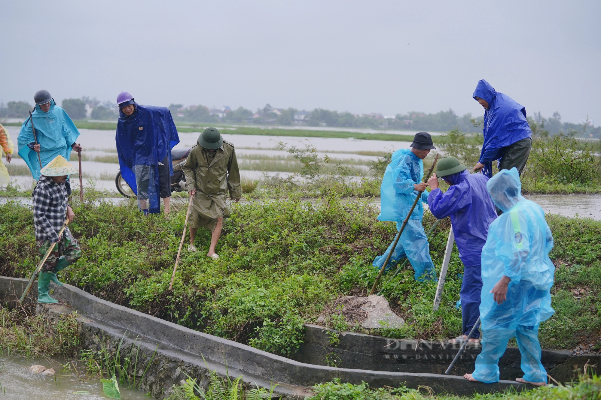 Cả làng ở Hà Tĩnh “đội mưa” cùng nhau lội nước đi bắt chuột bảo vệ mùa màng - Ảnh 4.