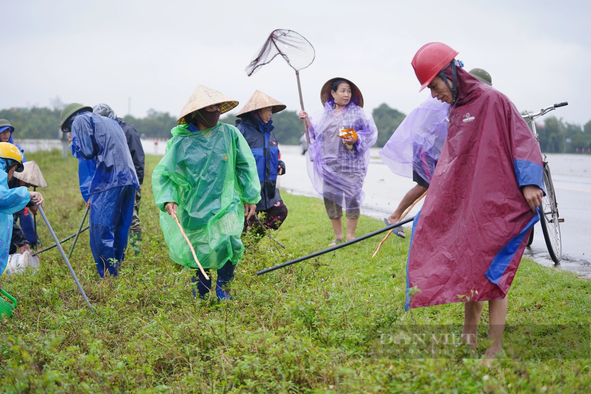 Cả làng ở Hà Tĩnh “đội mưa” cùng nhau lội nước đi bắt chuột bảo vệ mùa màng - Ảnh 5.