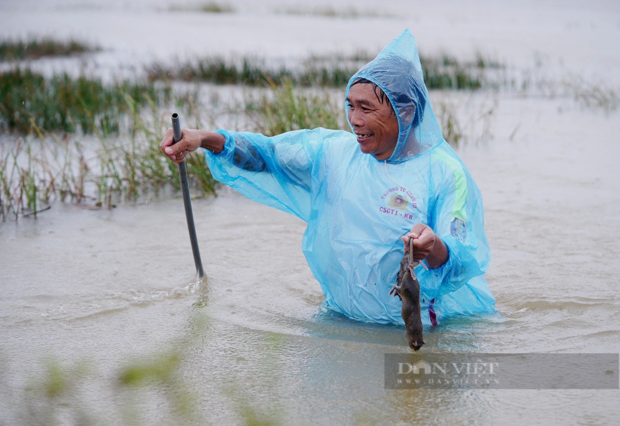 Cả làng ở Hà Tĩnh “đội mưa” cùng nhau lội nước đi bắt chuột bảo vệ mùa màng - Ảnh 9.