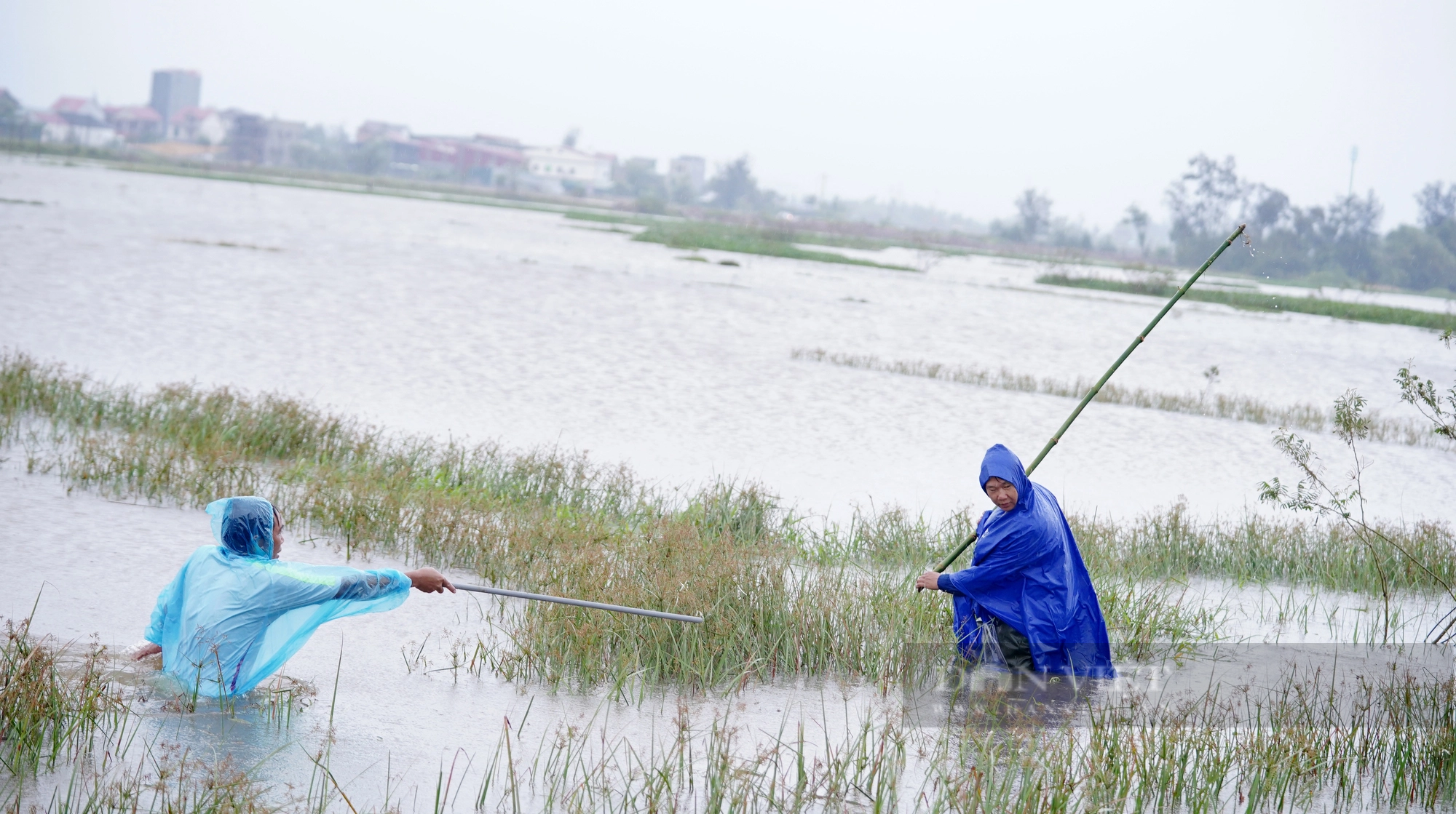 Cả làng ở Hà Tĩnh “đội mưa” cùng nhau lội nước đi bắt chuột bảo vệ mùa màng - Ảnh 6.