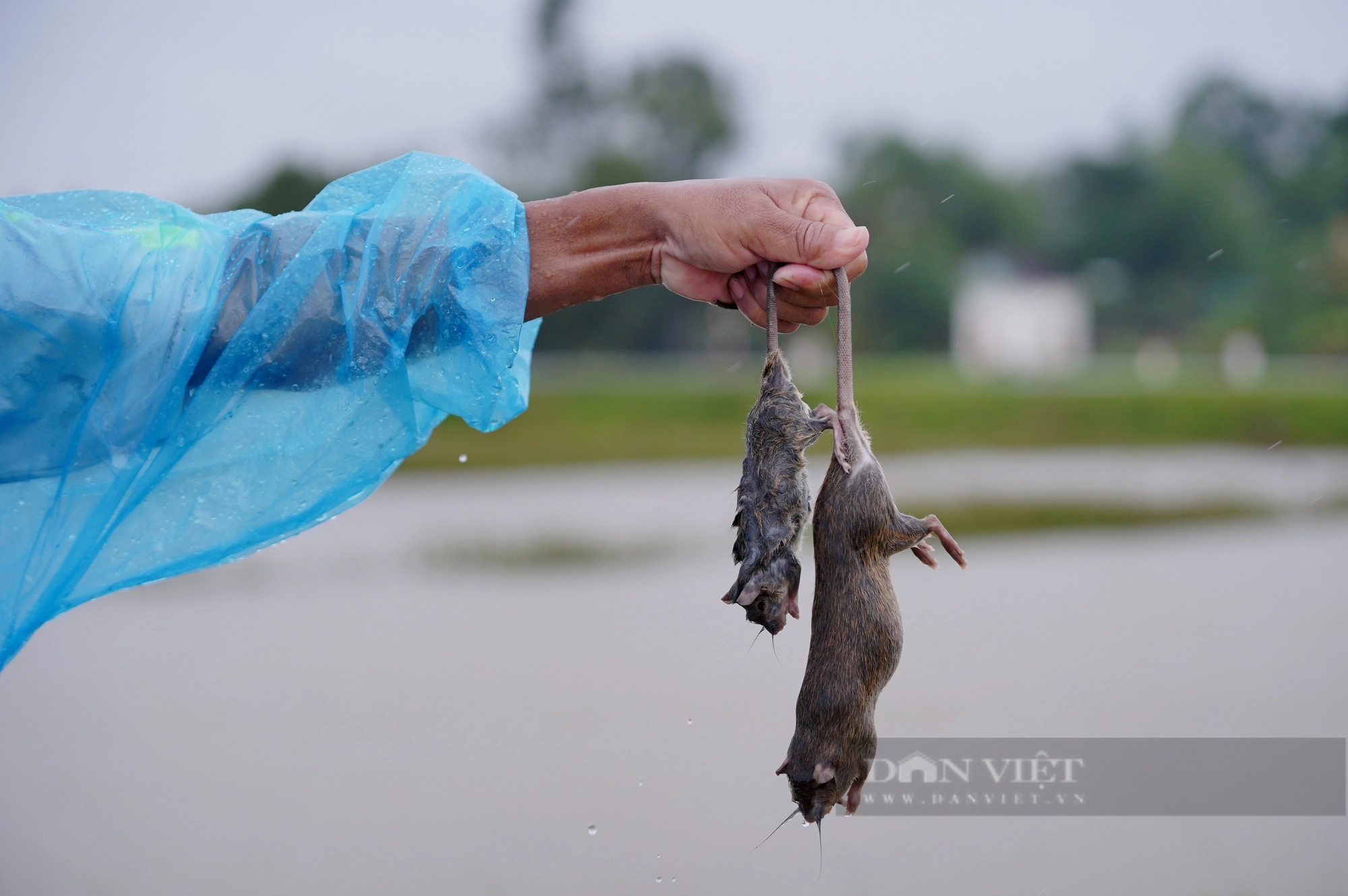 Cả làng ở Hà Tĩnh “đội mưa” cùng nhau lội nước đi bắt chuột bảo vệ mùa màng - Ảnh 11.
