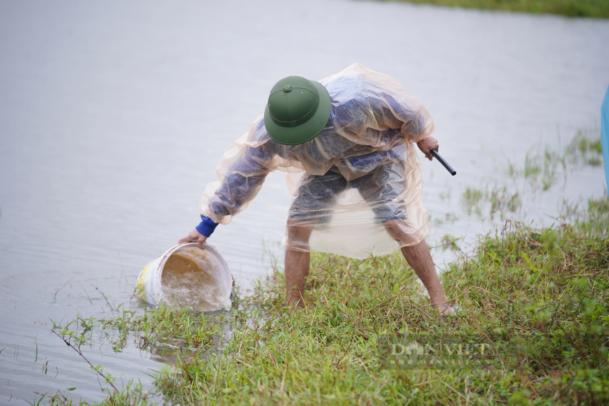 Cả làng ở Hà Tĩnh “đội mưa” cùng nhau lội nước đi bắt chuột bảo vệ mùa màng - Ảnh 12.