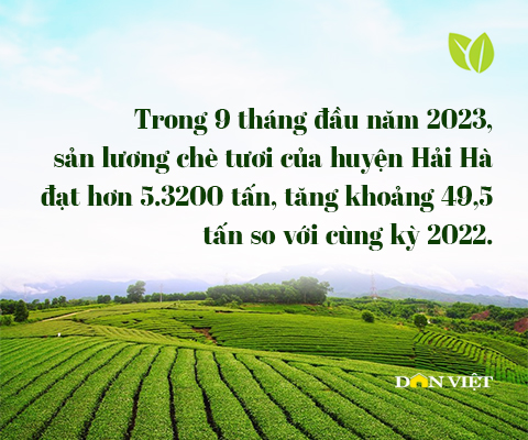 Hồi sinh thương hiệu chè Đường Hoa vang danh một thời của Quảng Ninh- Ảnh 12.