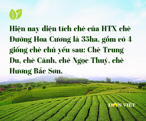 Hồi sinh thương hiệu chè Đường Hoa vang danh một thời của Quảng Ninh- Ảnh 16.