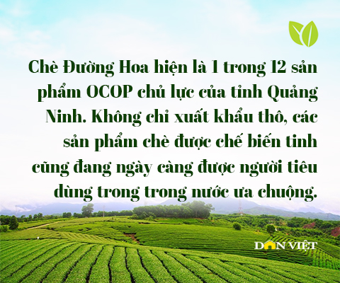 Hồi sinh thương hiệu chè Đường Hoa vang danh một thời của Quảng Ninh- Ảnh 21.