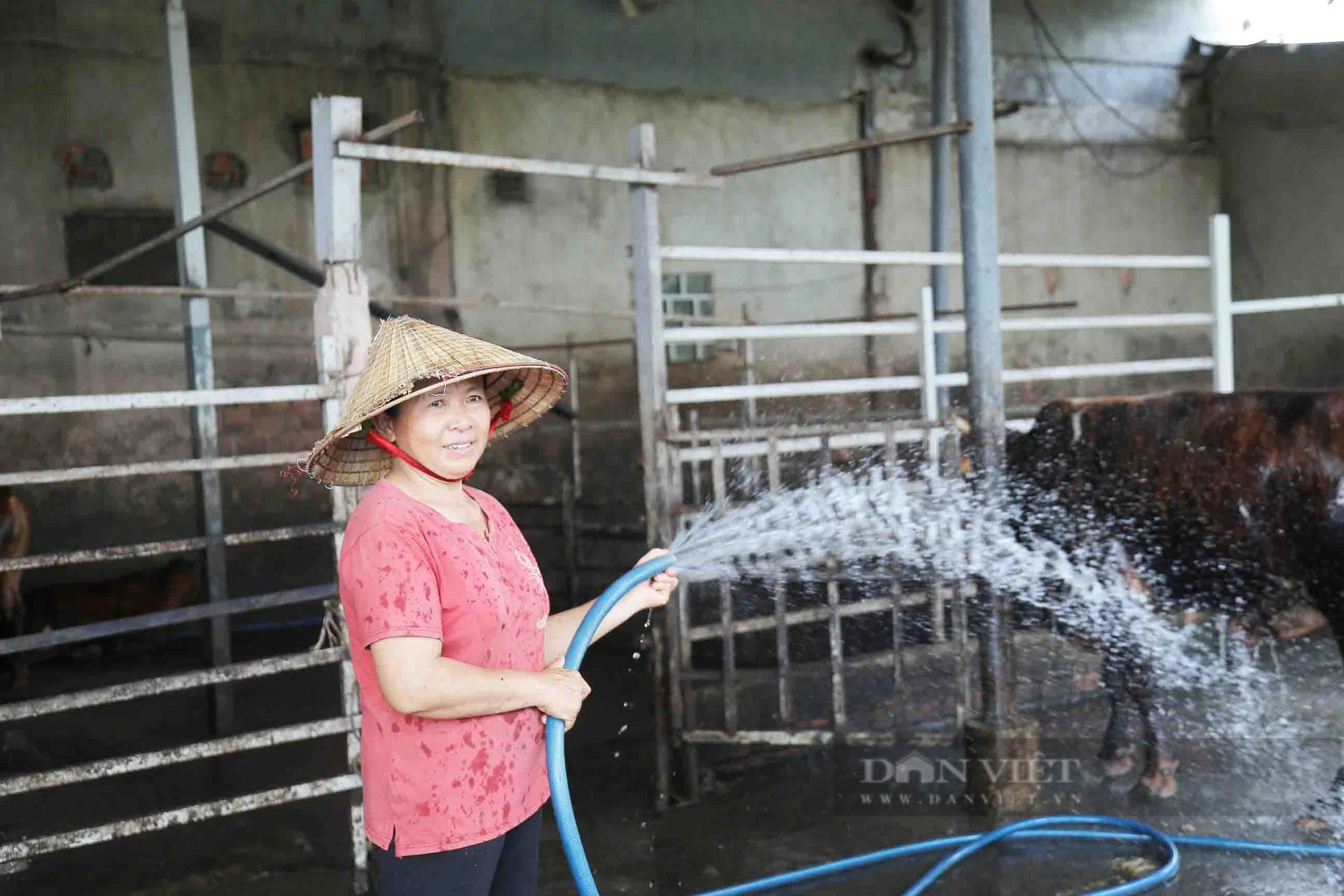 Nông dân đô thị làm giàu, người trồng mai, người nuôi bò, tôm thu tiền tỷ- Ảnh 4.