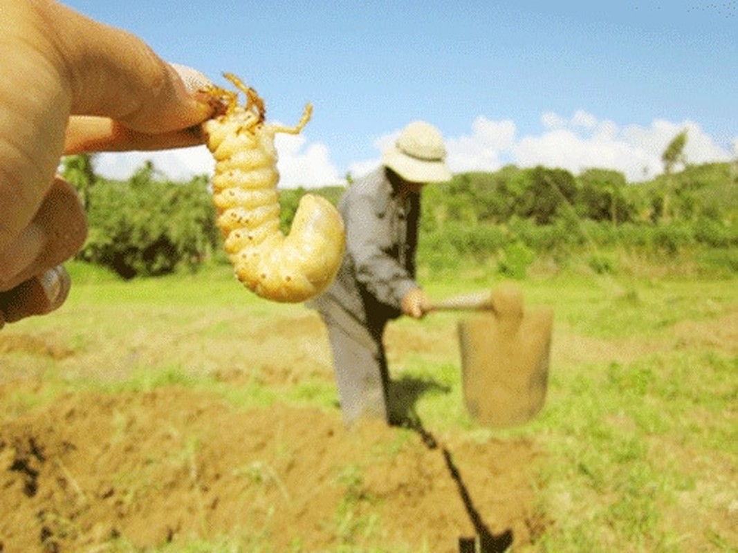 Loại “thần dược phòng the” béo mũm mĩm khiến dân đổ xô tìm, kiếm tiền triệu mỗi ngày - Ảnh 10.