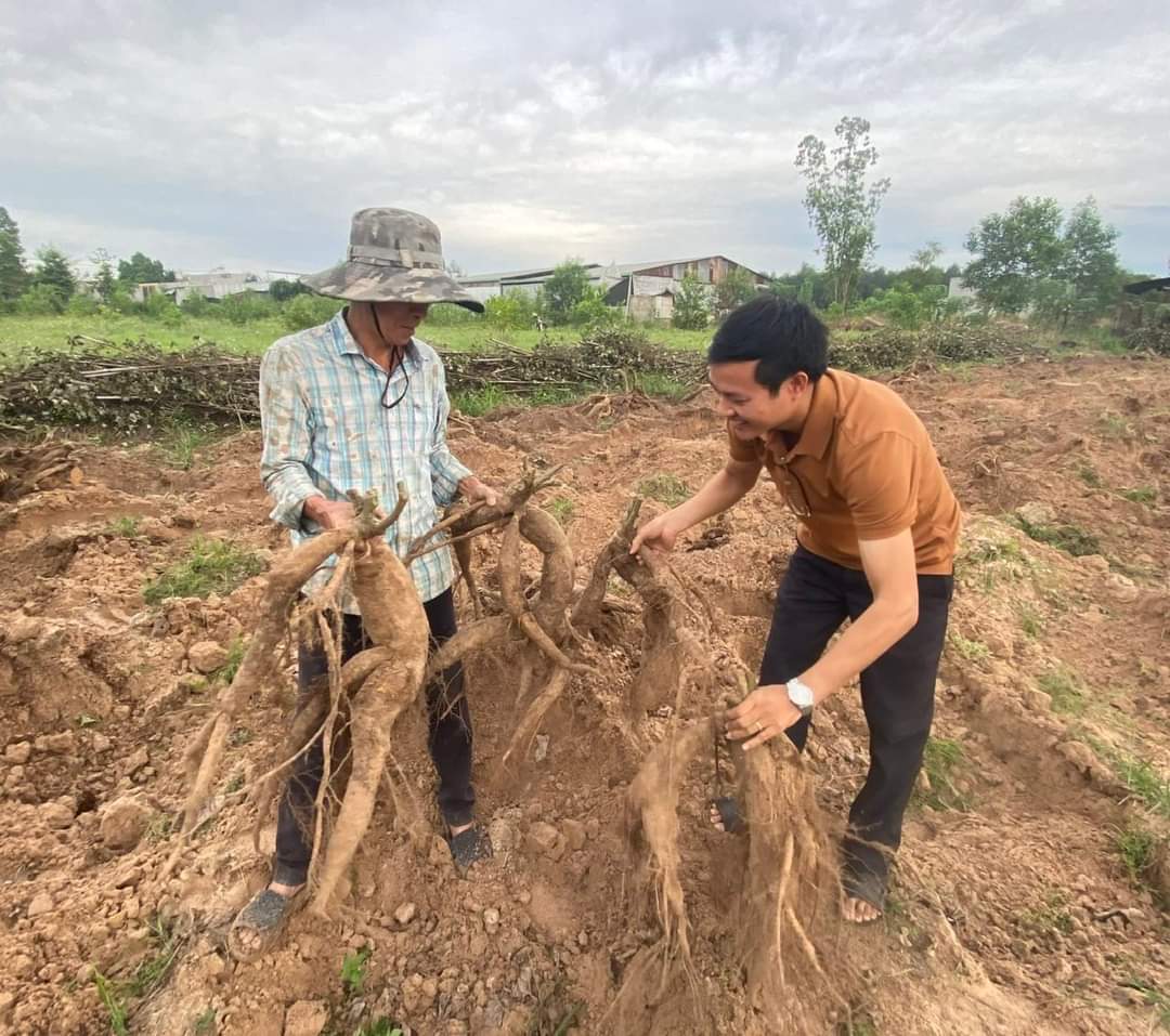 Trồng thứ cây nhổ lên củ to dài, ăn tươi tốt, làm bột uống cũng khỏe, dân Đồng Nai bán chạy như tôm tươi - Ảnh 2.