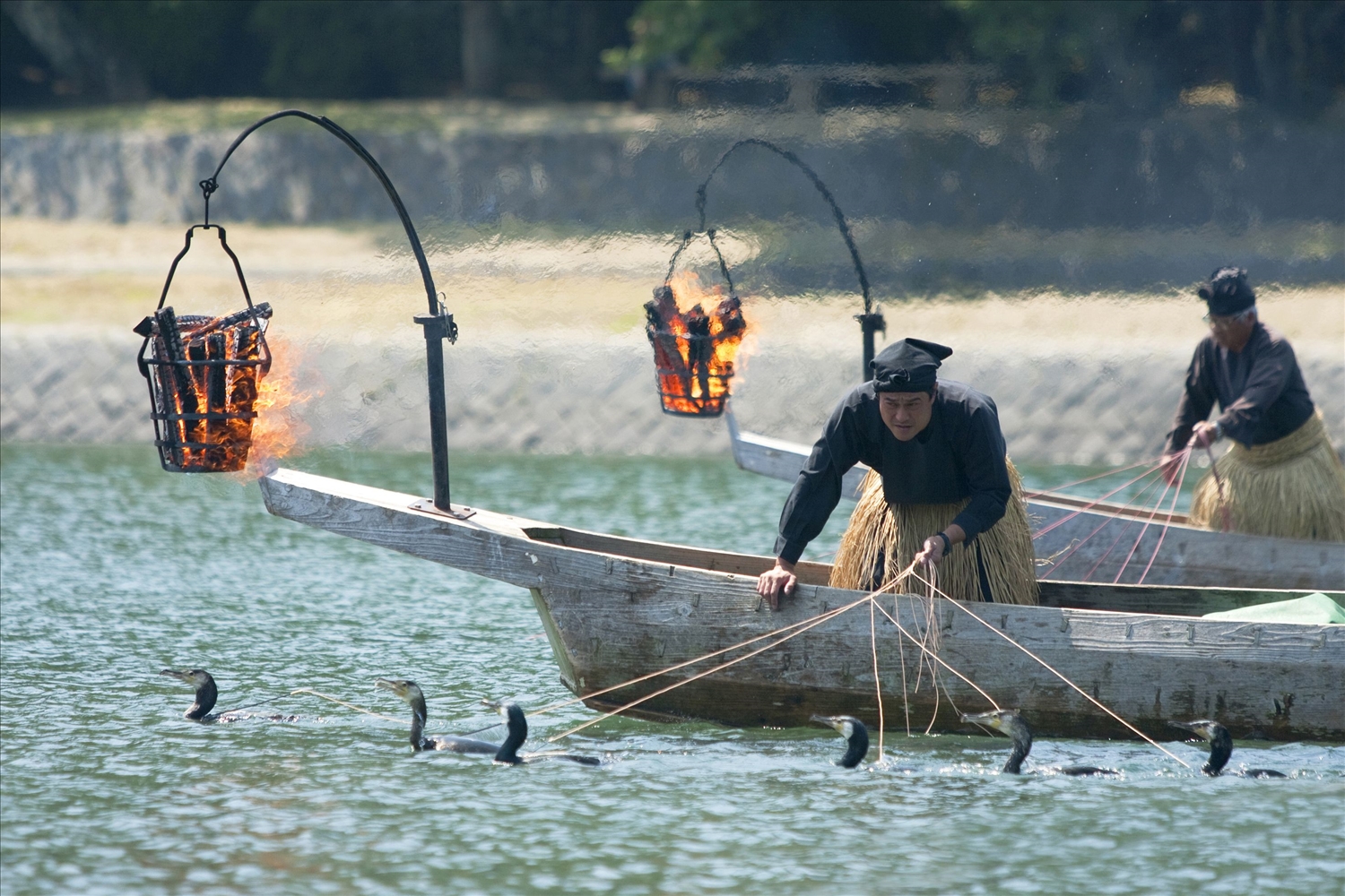 Đánh bắt cá bằng chim, nghệ thuật ra khơi &quot;thượng thặng&quot; của người Nhật Bản - Ảnh 7.
