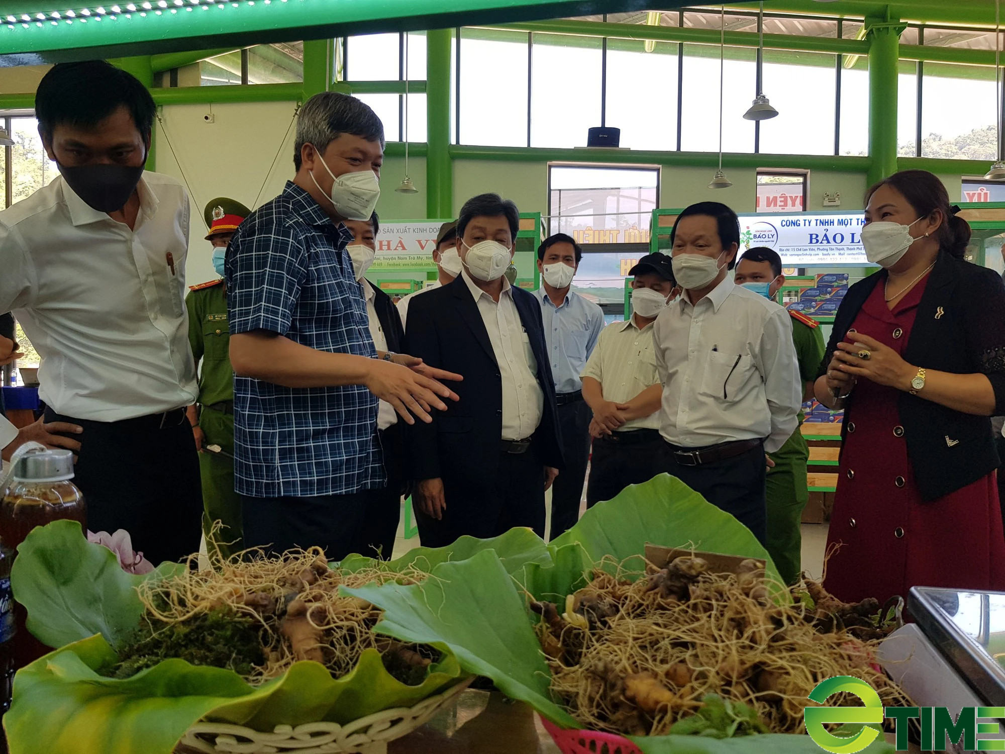 Quảng Nam “tổng rà soát” việc trồng và chế biến, tiêu thụ sâm Ngọc Linh của các doanh nghiệp - Ảnh 3.