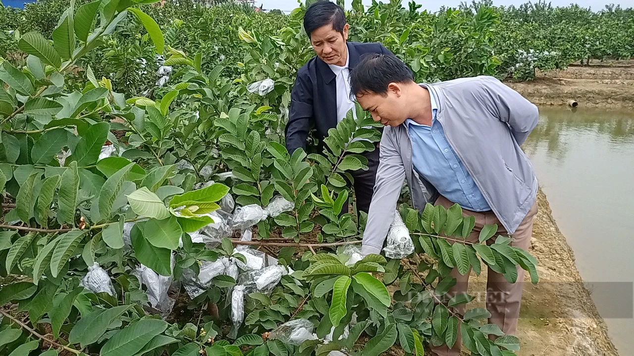 Hải Phòng: Chi, tổ hội nghề nghiệp – Nơi giúp nông dân làm giàu chuyên nghiệp - Ảnh 5.