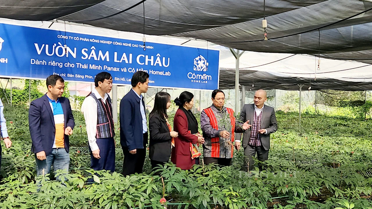 Thủ tướng Phạm Minh Chính thăm vườn sâm Lai Châu tại xã Sà Dề Phìn - Ảnh 2.