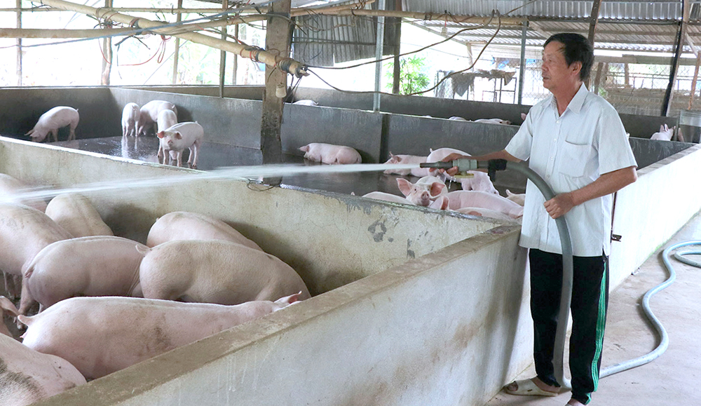 Nông dân chăn nuôi heo ở xã Lộc Hiệp, huyện Lộc Ninh. Ảnh: Đặng Hùng