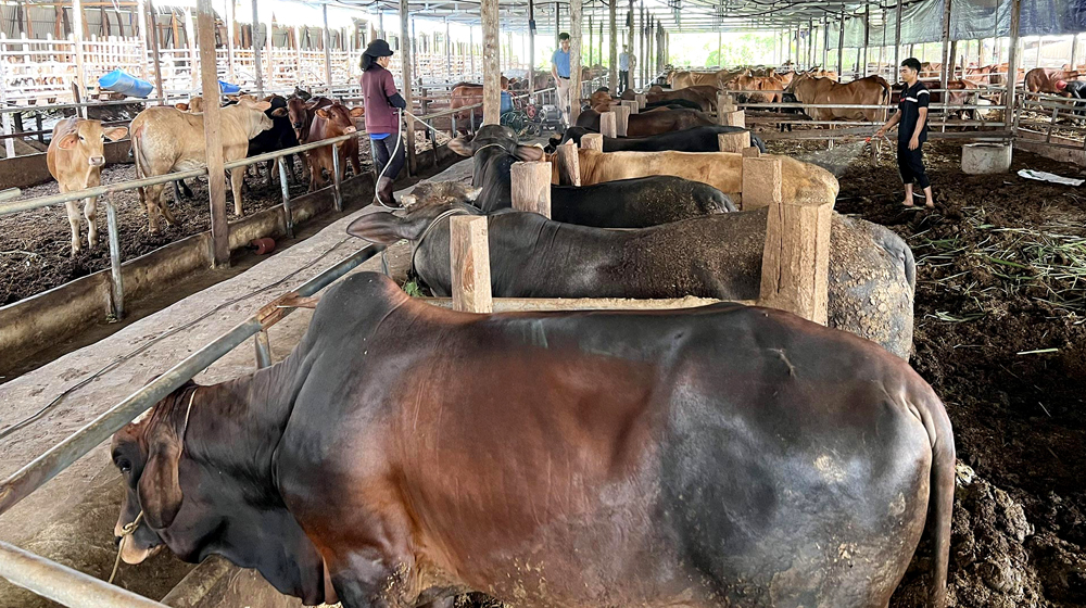 Thành viên HTX Lộc An (xã Lộc An, huyện Lộc Ninh) là các hộ chăn nuôi dê, bò và heo với tổng đàn khoảng 1.500 con. Ảnh: Thu Trang