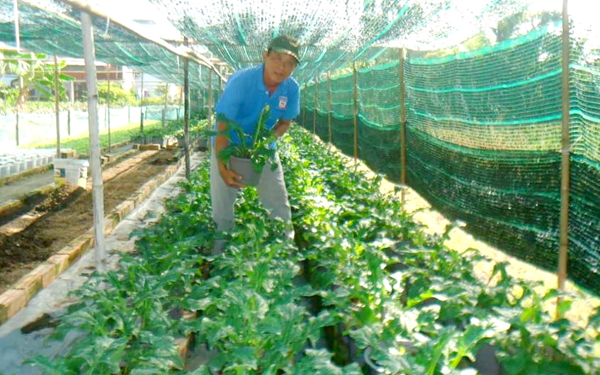 Ông Trương Bá Hầu chuyển đổi mô hình sang trồng hoa nền. Ảnh: Thu Thủy