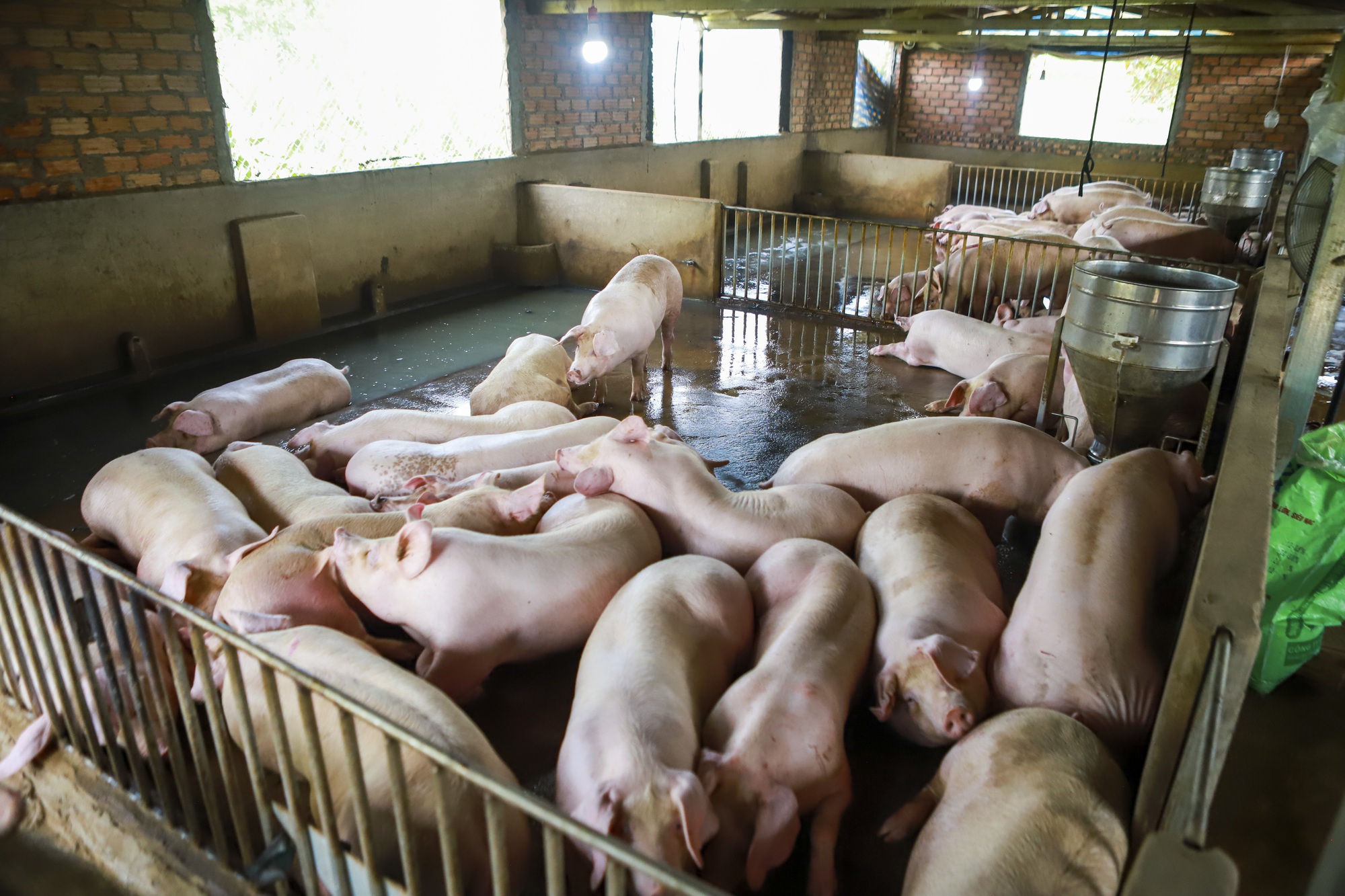 Thủ tướng yêu cầu quyết liệt phòng chống bệnh dịch tả lợn châu Phi, đảm bảo nguồn cung thịt dịp Tết Nguyên đán - Ảnh 1.