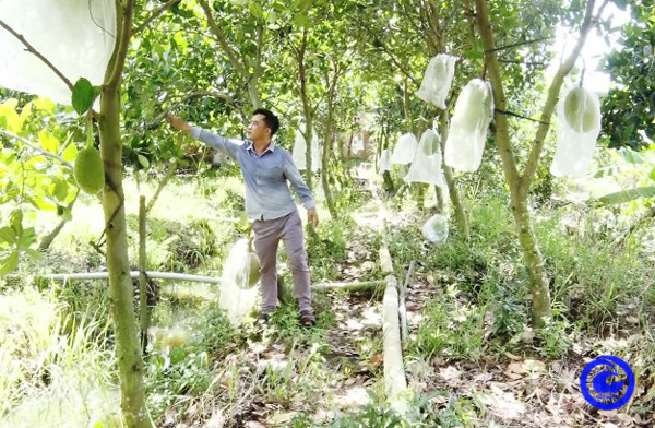 Huyện có diện tích trồng cây ăn trái lớn nhất Tiền Giang đã được cấp 29 mã số vùng trồng mít xuất khẩu - Ảnh 1.