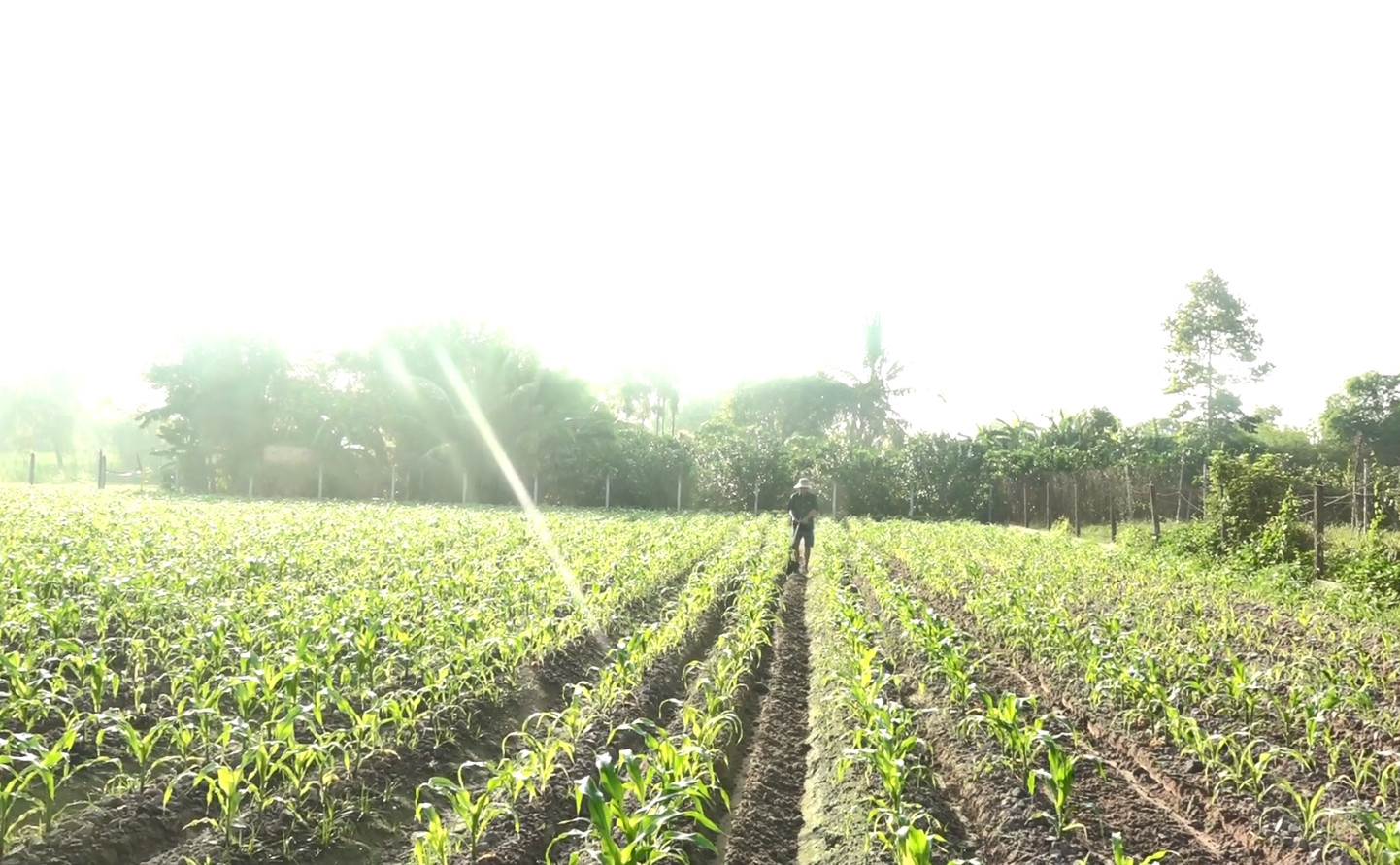 Huyện Củ Chi chuyển đổi trồng lúa sang cây bắp lai, cho lợi nhuận gấp đôi - Ảnh 1.
