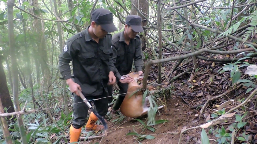 Hai loài thú hoang mang nguồn gien cổ đại đang được bảo vệ nghiêm ngặt khu rừng ở Quảng Nam - Ảnh 3.