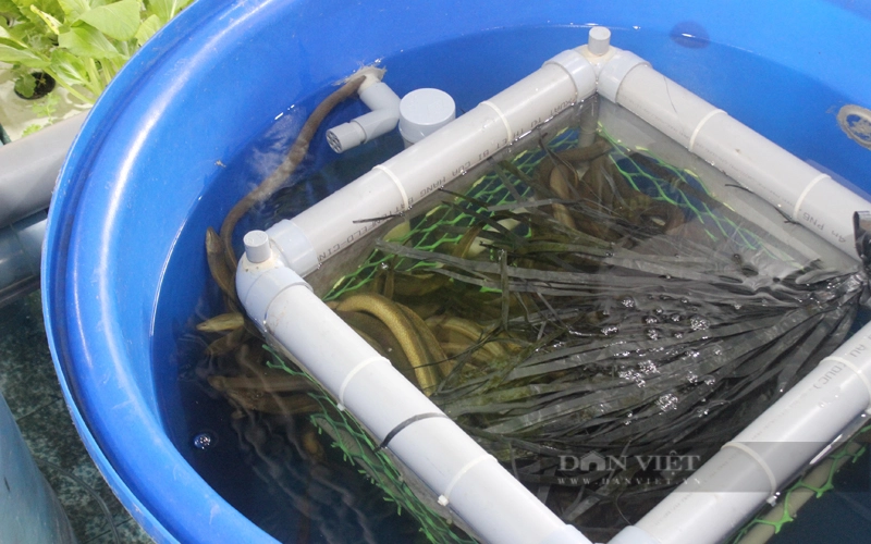 Mô hình nuôi lươn không bùn tuần hoàn nước vừa đảm bảo môi trường cho khu vực đô thị và mang lại hiệu quả kinh tế cao. Ảnh: Thuận An