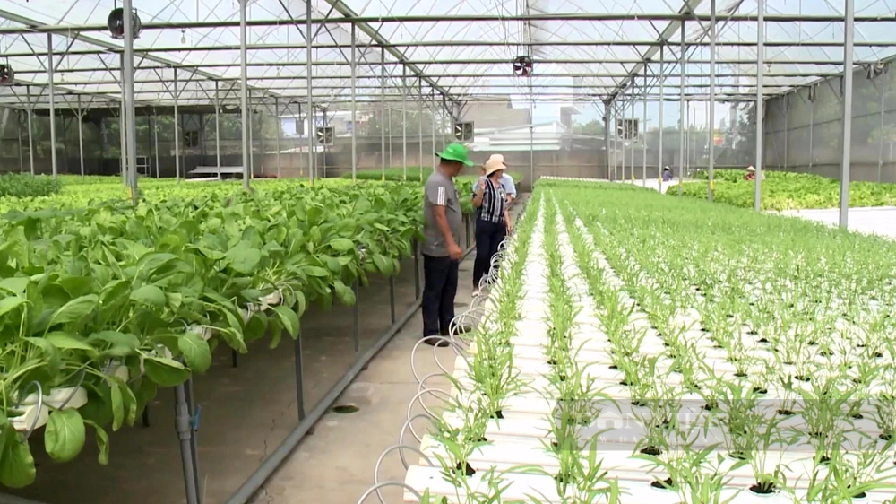 Mô hình trồng rau trong nhà kính của nông dân TP.Thuận An. Ảnh: Thuận An